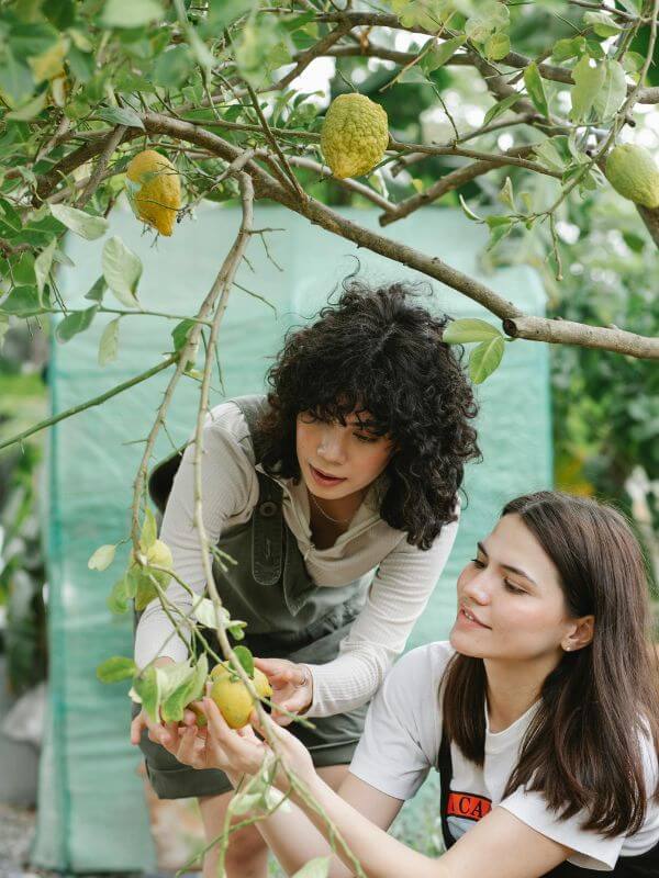 Two young women harvesting lemon.