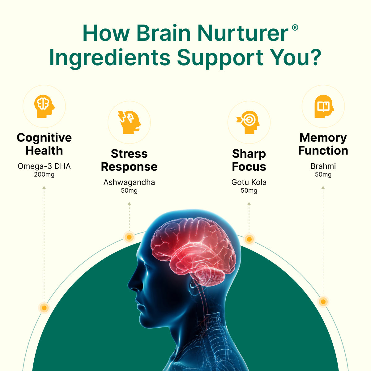 
                  
                    Diagram showing how Brain Nurturer ingredients support brain health with a focus on cognitive health, sharp focus, and memory function.
                  
                