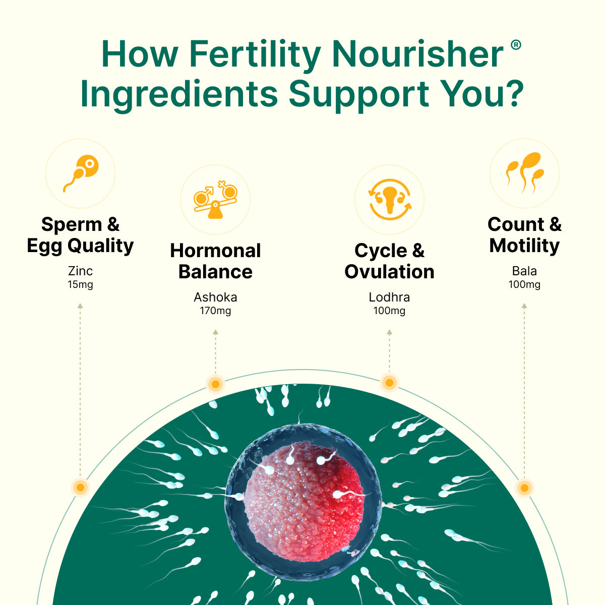 
                  
                    Diagram showing how Fertility Nourisher ingredients support fertility with a focus on sperm & egg quality, hormonal balance, menstrual cycle, ovulation, sperm count and motility.
                  
                