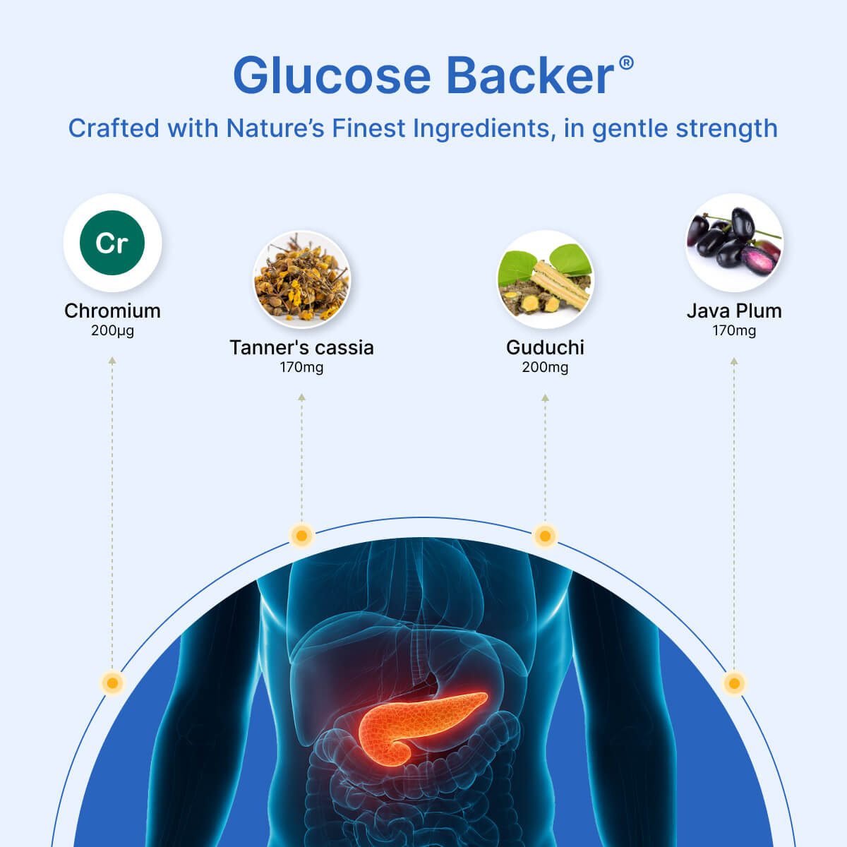 
                  
                    BeatNaturally's Glucose Backer supplement packaging with ingredients and a diagram of the pancreas on a light blue background.
                  
                