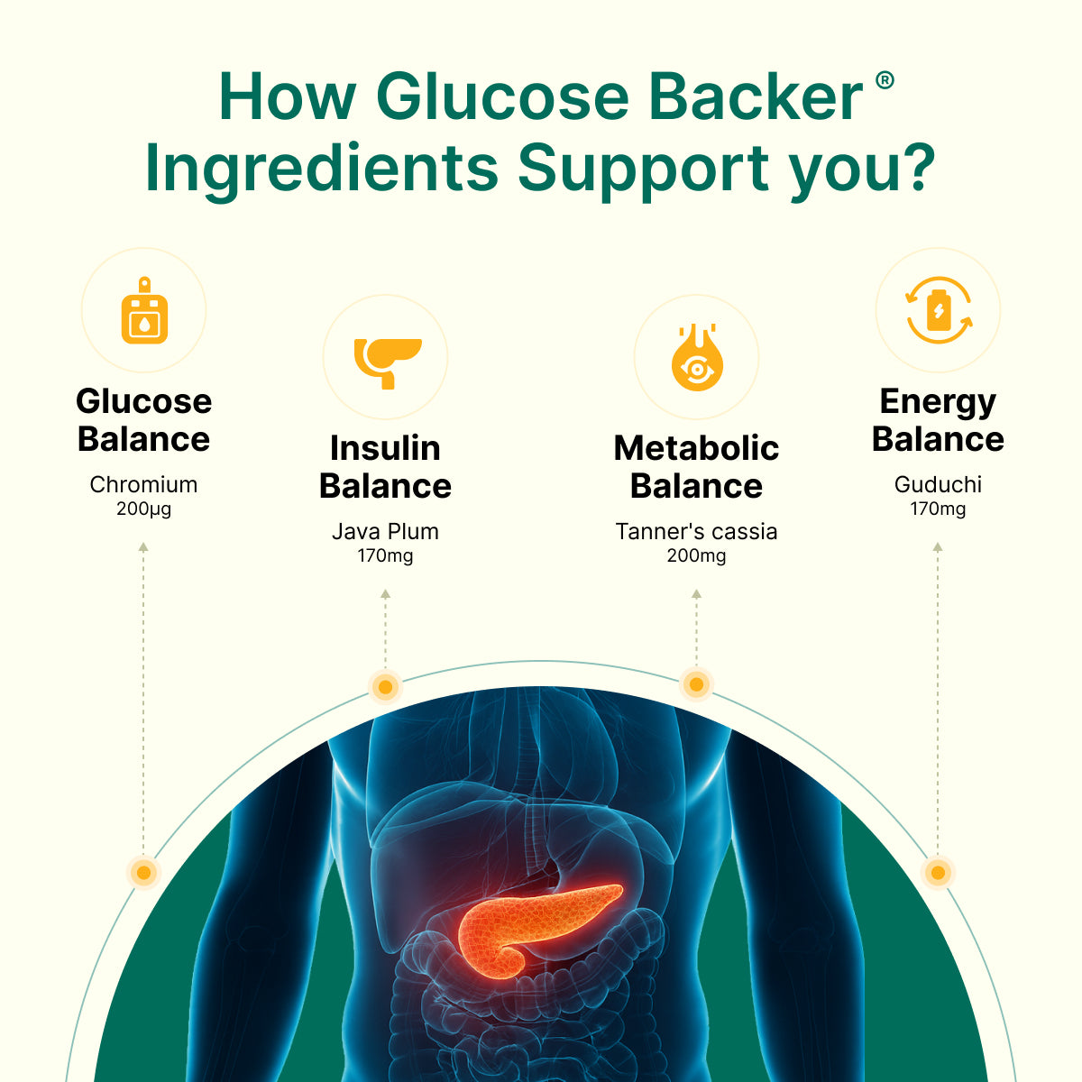 
                  
                    Diagram of glucose backer ingredients with a focus on glucose balance, insulin balance, metabolic balance, and energy balance.
                  
                