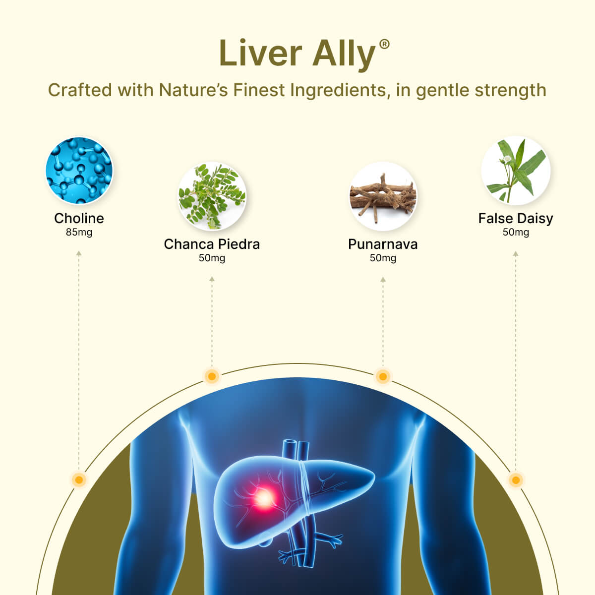 
                  
                    BeatNaturally's Liver Ally ingredients and a liver illustration on a beige background
                  
                