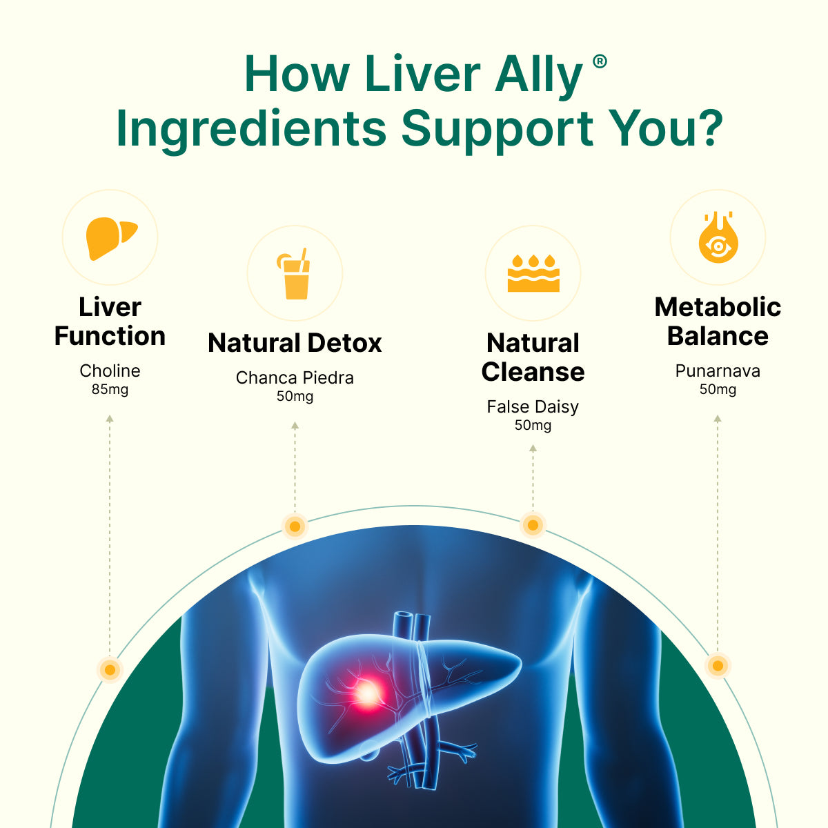 
                  
                    Diagram showing how Liver Ally ingredients support liver health with a focus on liver function, detoxification, cleansing, and metabolic balance.
                  
                